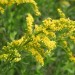 Seaside Goldenrod